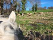 PENSION CHEVAUX PONEYS 