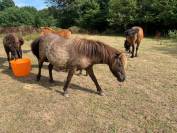 PONETTE OC MINI AMERICAIN
