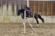 Top jument CSO/CCE
