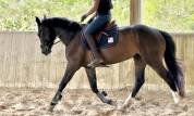 Top jument CSO/CCE