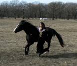Dressage debourage chevaux