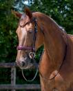 Bridon cheval 