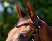 Bridon cheval 