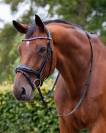 Bridon cheval 