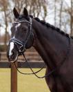Bridon cheval 
