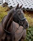 Bridon cheval 