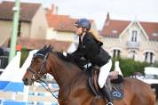 Gelding French Saddle Pony For sale 2013 Bay