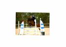 Gelding French Saddle Pony For sale 2013 Bay