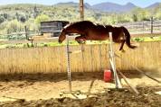 Gelding Selle Français For sale 2020 Chesnut