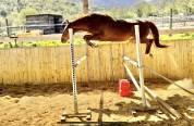 Gelding Selle Français For sale 2020 Chesnut
