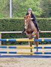 Gelding Selle Français For sale 2020 Chesnut