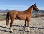 Gelding American Saddlebred For sale 2021 Chesnut