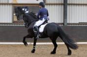 Mare Friesian For sale 2014 Black