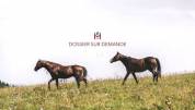 Equestrian property  Drôme