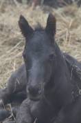 poulain quarter horse black