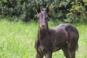 poulain quarter horse black