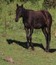 poulain quarter horse homozygote black