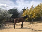 Mare French Trotter For sale 2019 Bay