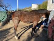 Mare French Trotter For sale 2019 Bay