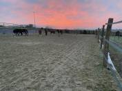 HARAS DES COSMIQUES