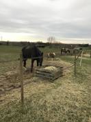 Pension bien être pour chevaux et poney (01)