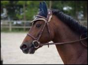 Najisco d'haryns  - French Saddle Pony 2001 by LINARO SL