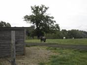 Equestrian property  Haute-Garonne