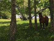 Pension pour chevaux en stabulation libre