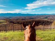 Pension - Élevage chevaux/poneys de sport 