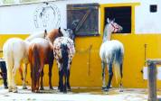 Proprietà equestre In vendita Gard