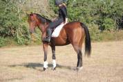 Gelding English Thoroughbred For sale 2019 Bay