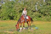 La Méthode Impériale vous présente les chevaux suivant 