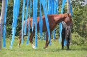 La Méthode Impériale vous présente les chevaux suivant 