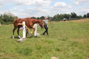 La Méthode Impériale vous présente les chevaux suivant 