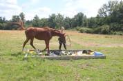 La Méthode Impériale vous présente les chevaux suivant 