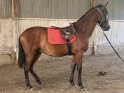 Gelding PRE Pure Spanish Bred For sale 2021 Bay