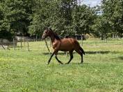 Gelding PRE Pure Spanish Bred For sale 2021 Bay