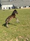 Filly PRE Pure Spanish Bred For sale 2021 Dark Bay