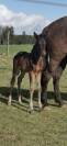 Filly PRE Pure Spanish Bred For sale 2021 Dark Bay