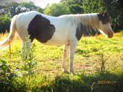 Paint Horse - Magnifique et très gentil mâle APHA/SIRE 