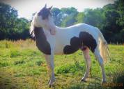 Paint Horse - Magnifique et très gentil mâle APHA/SIRE 