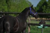 Haras des Sylves | Horse breeders > Breeders, Iberian horses