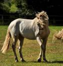 Haras des Sylves | Horse breeders > Breeders, Iberian horses