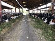Dairy farm  Dordogne