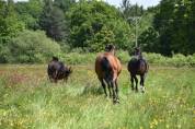 Les Sabots du Grand Bois - Pension chevaux 35
