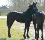 Filly Friesian For sale 2023 Black