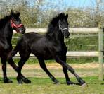 Filly Friesian For sale 2023 Black