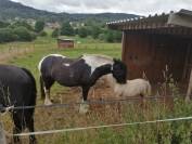 Pension chevaux et poneys - Ecurie du val Courroye (88)