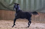 Puledra KWPN Cavallo da Sport Neerlandese In vendita 2022 Nero ,  Galaxie