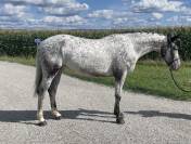 Mare AES Anglo European Studbook For sale 2019 Appaloosa